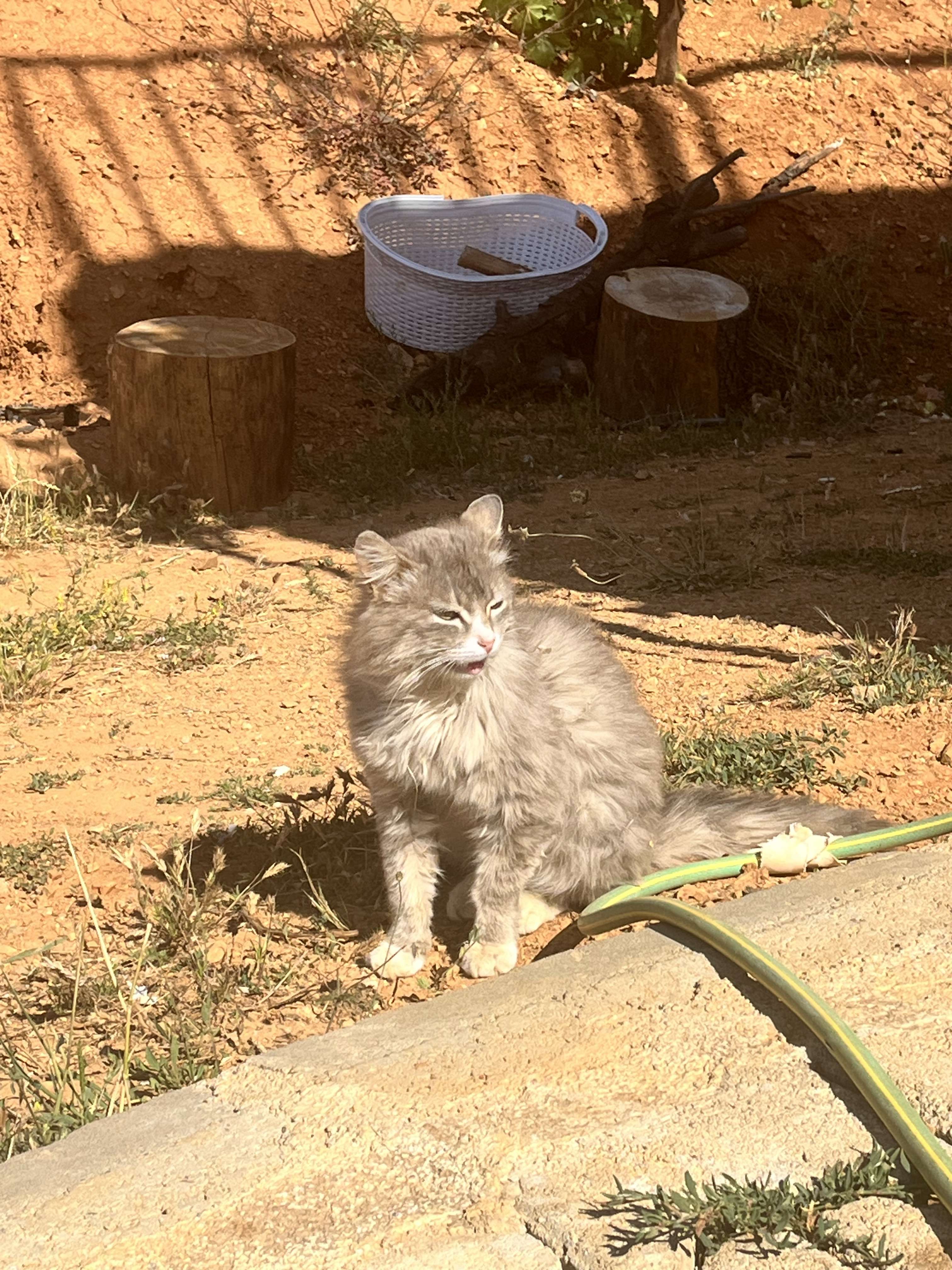 Can Yıldız Profile Picture