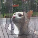 Meliha sena İbiş Profile Picture
