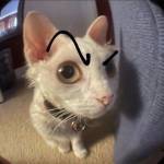 Enes Akyüz Profile Picture
