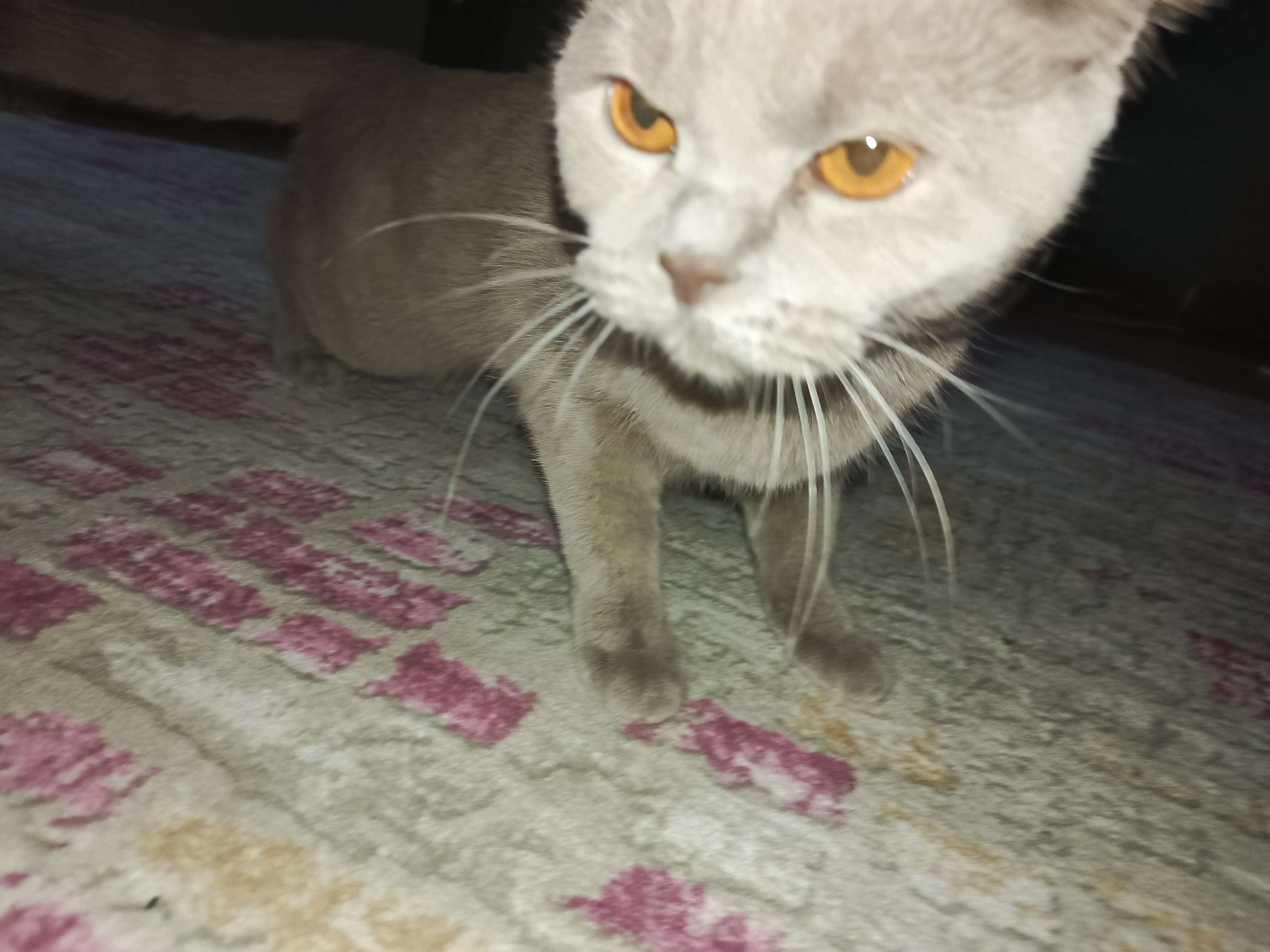 Berat Özdemir Profile Picture
